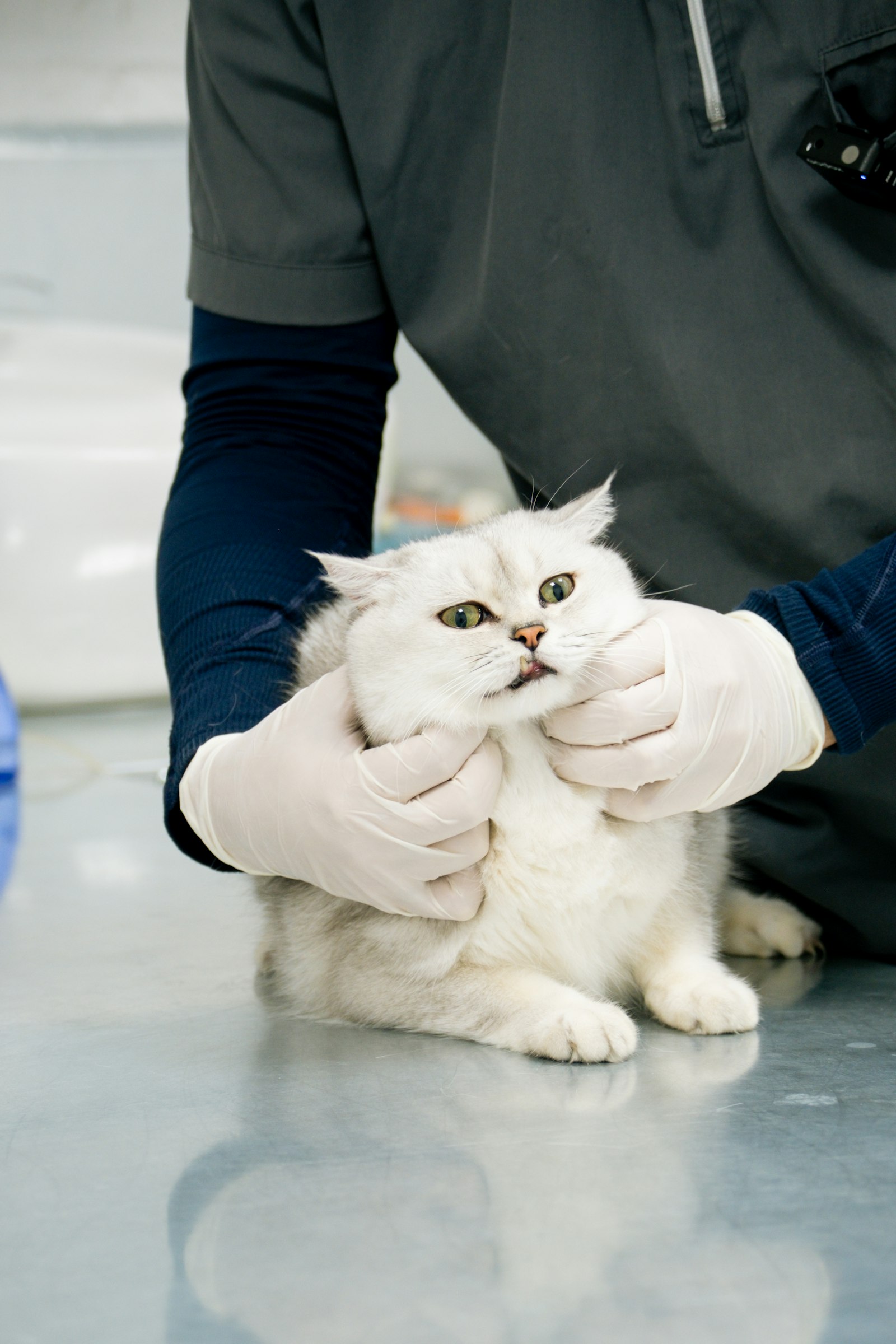 A vet gently examining a white cat