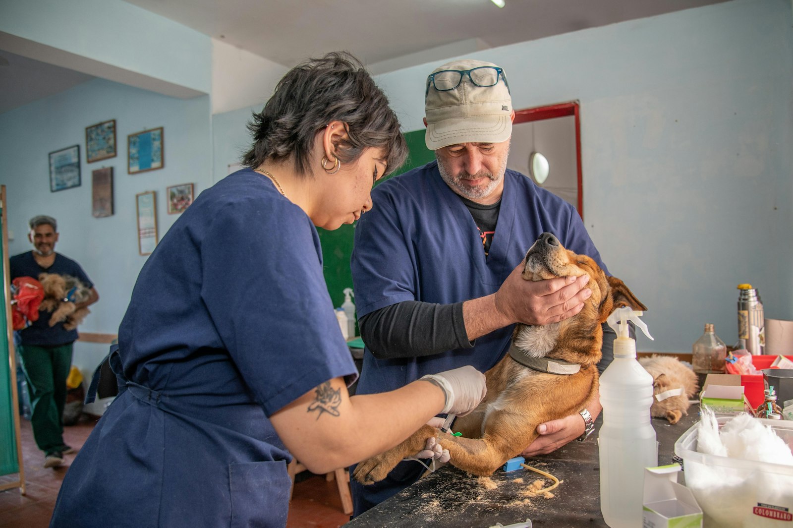 Vet and a colleague examining a small dog